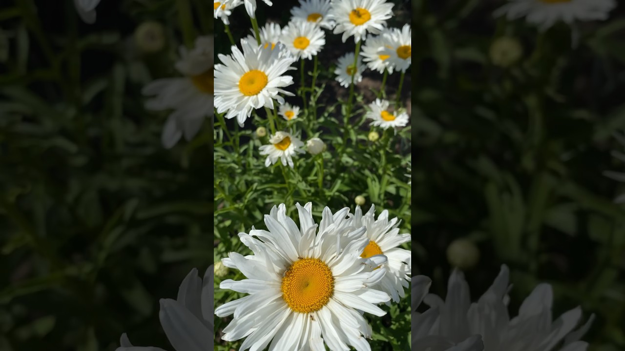 Нежные ромашки радуют🫶 