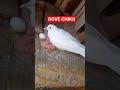 #dove#chiks#reel#birds#