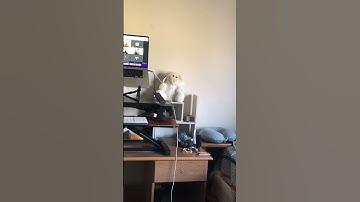 My standup desk setup with Flexispot