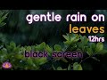 Black screen gentle rain on leaves  rain ambience no thunder  rain sounds for sleeping