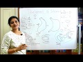 DEVELOPMENT OF THE STOMACH-DEVELOPMENT OF THE GIT-PART 4-DR ROSE JOSE MD