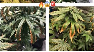 Update 🪴 Düngebrand 🔥 Übersalzung / Überdüngung Cannabis 🚨 Special Queen 1 von RQS