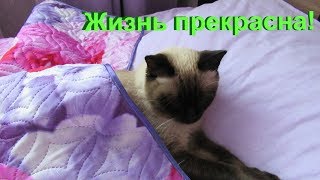 Привет, друзья! С вами в кадре буду я. Привет, друзья! С вами в кадре буду я.