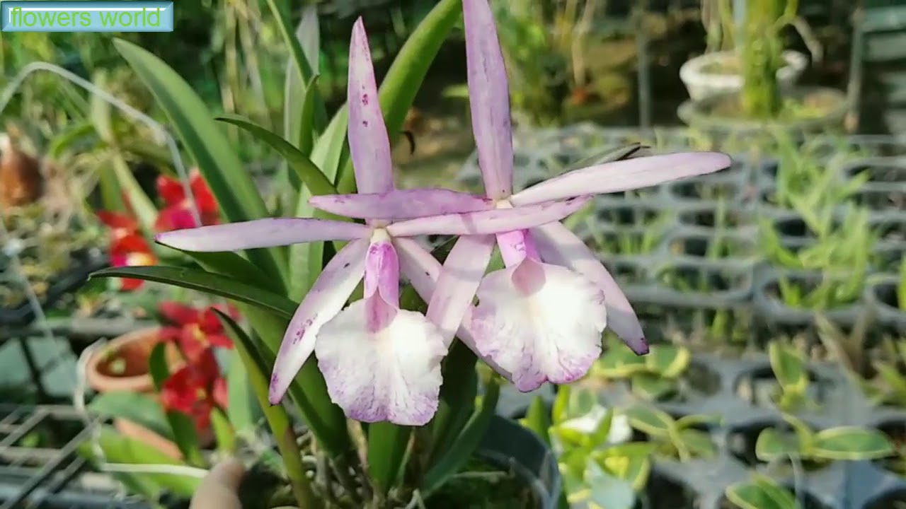 The colors of Brassia orchids 
