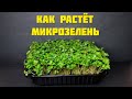 Как растет микрозелень , редиса , кресс салат , руккола , горчица , капуста , таймлапс.