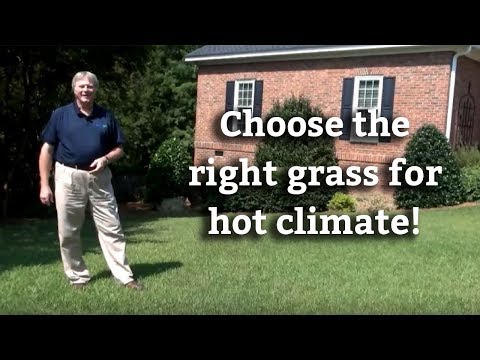 Vidéo: Warm Season Grass - En savoir plus sur le gazon et les graminées ornementales par temps chaud