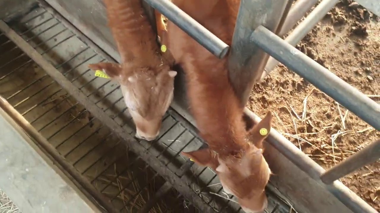 (우리집 한우 축사)1~6 개월, 7~13개월 송아지 사료!!!  조사료 금여에 대한  나만의 전반적 송아지 관리 요령 2부!!!  기본 이론에서 나만의실무 적용 연구!!!