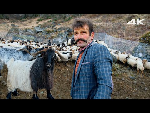 Türk Çobanın Sürüsü ve Çoban Köpekleri | Belgesel