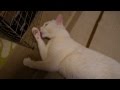 まったり毛づくろいの猫