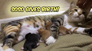 A STRAY CAT CHOSE OUR HOUSE TO GIVE BIRTH!