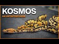 Kosmos exploring an untapped ball python gene