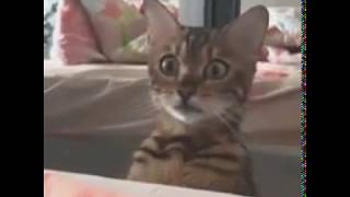 Surprised cat stare (funny)
