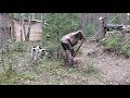 Жизнь и БЫТ В ЛЕСУ. Пересадка ягодных... Стройка ПРОДОЛЖАЕТСЯ. Life in the forest