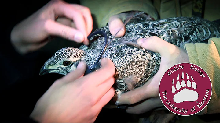 UM Wildlife Biology Program: Dr. Dave Naugle