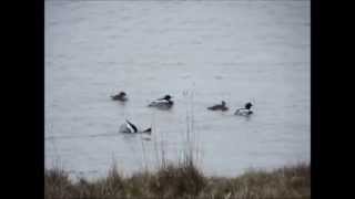 Displaying Red-breasted Mergansers