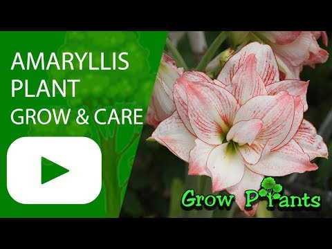 Amaryllis plant