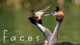 Lovely nature photos Faces of nature with relaxing music, calm slideshow