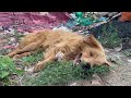 Dean Collapsed In 40 C Heat Abandoned Starving And Still Hoping For Love Dean Collapsed In 40 C Heat Abandoned Starving And Still Hoping For Love