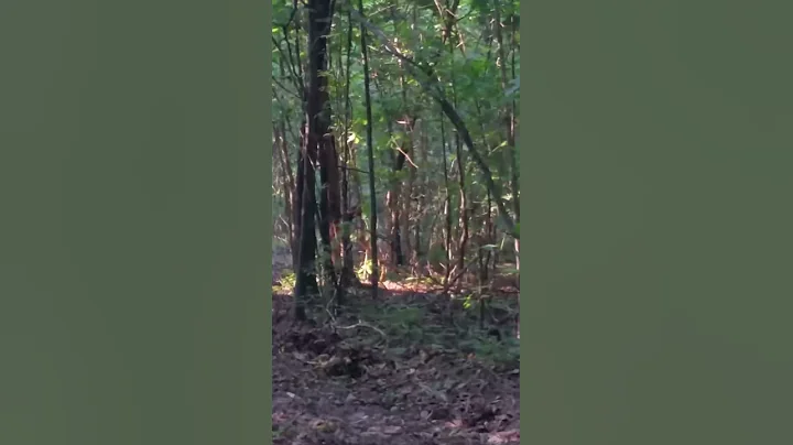 New Bigfoot sighting. Skunk Ape? Its not a bear. W...