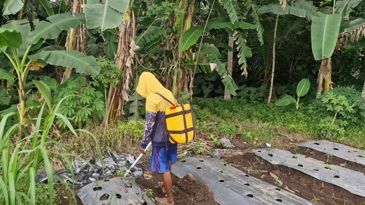 WATCH HOW THIS CREATIVE TOOL MAKES CHILI FERTILIZING SUPER EASY! -Agriculture Farming