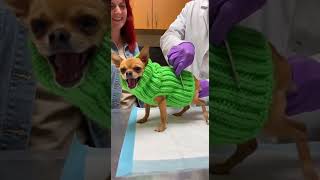 “This Reaction Is Actually Crazy 😂💉”