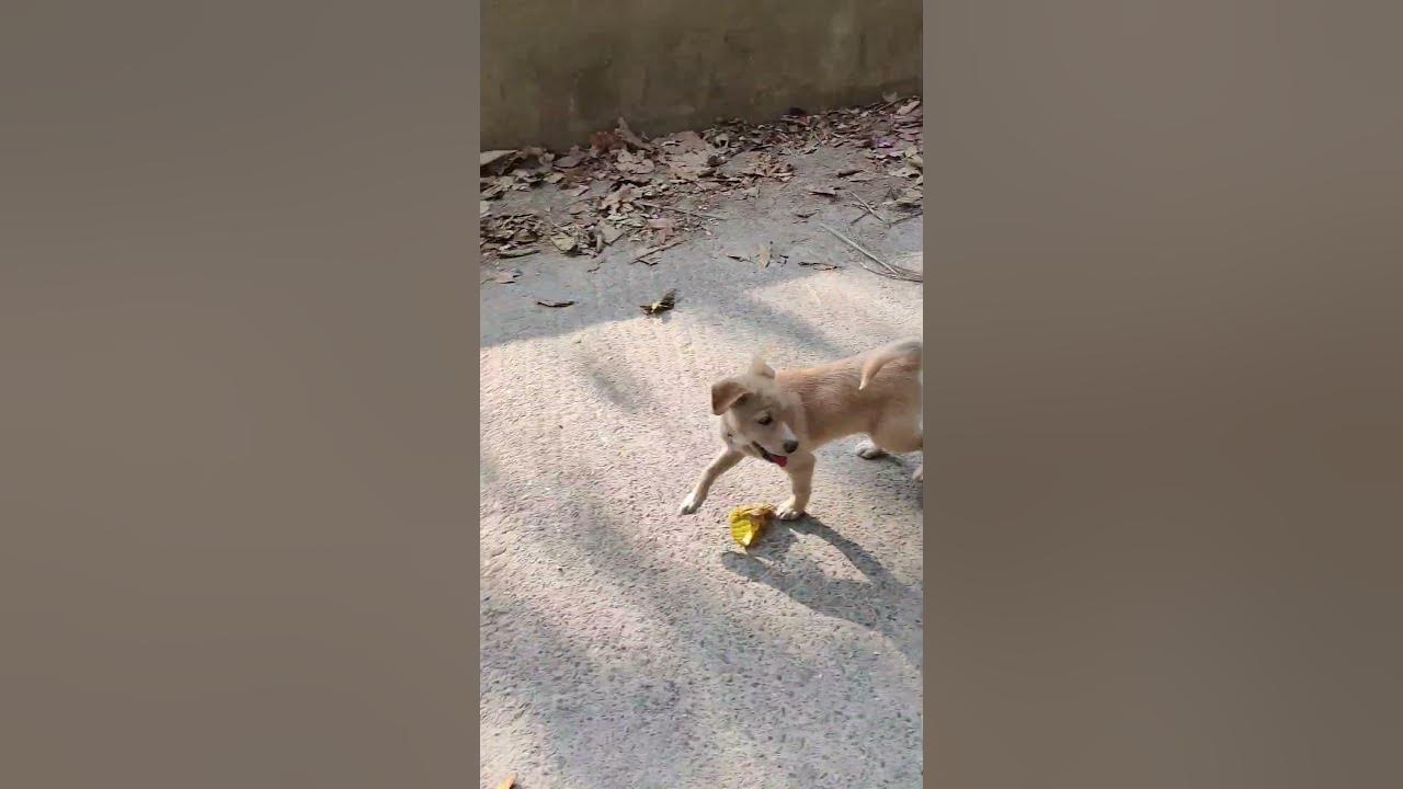 How To Walk A Puppy Without Lease youtubeshorts shortsfeed how-to-walk-a-puppy-without-lease-youtubeshorts-shortsfeed