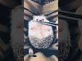 I can&#39;t get over #hedgehog how #cute hedgehogs are #hedgehoglover