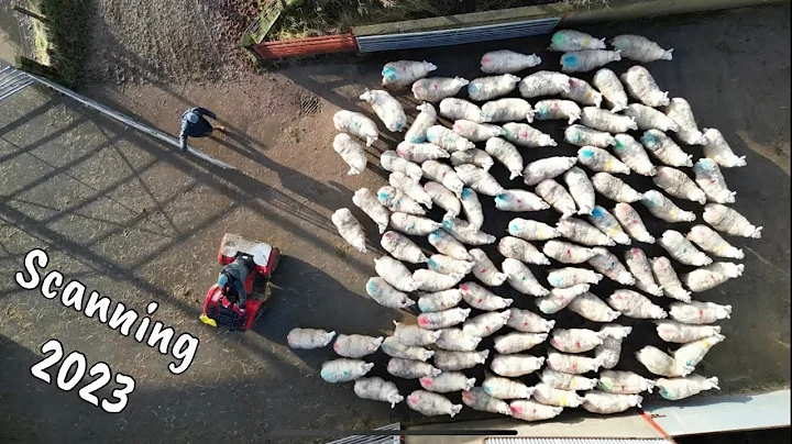 Pregnancy Scanning The Sheep