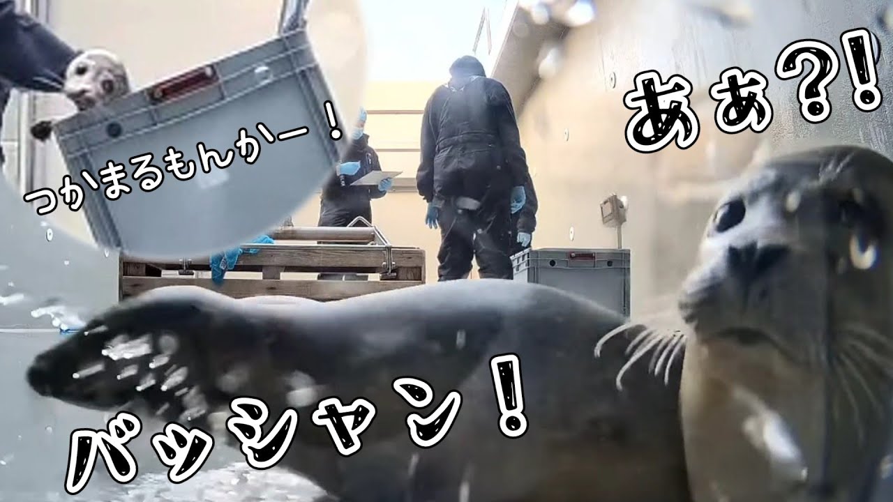 おちついた実況者の横をバッシャバッシャ駆け抜けるおさわがせリポーター【アザラシ幼稚園】