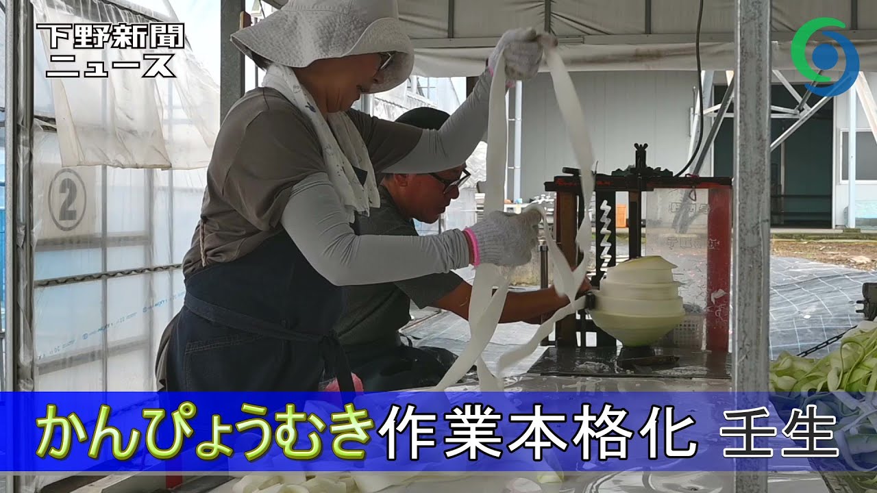 かんぴょうむき作業本格化 壬生 - YouTube