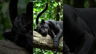 sleeping panther #nature #beatifulnature #calm #therapy #asmr #animals #panther #therapy