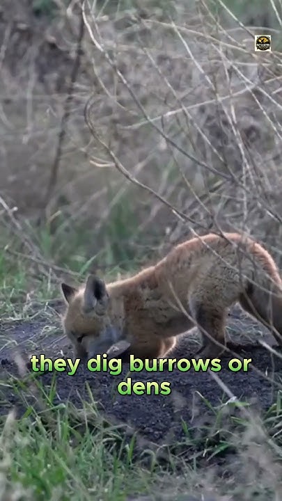 Where Do Foxes Make Their Homes? Unraveling the Mystery #foxhomes #