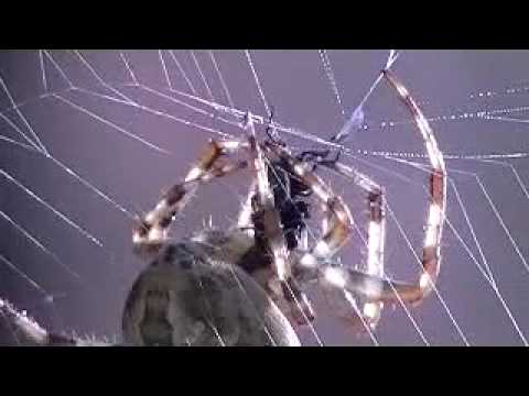 Spider Attacks Fly