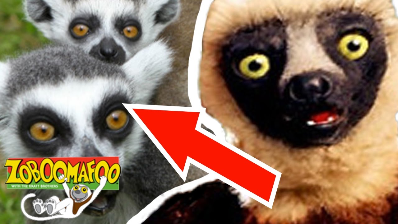 🐒 Zoboomafoo🐒 Season 1 Episode 5 - Happy Lemur Day | HD | Full Episode
