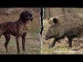 Plott hound baying hogs volume up