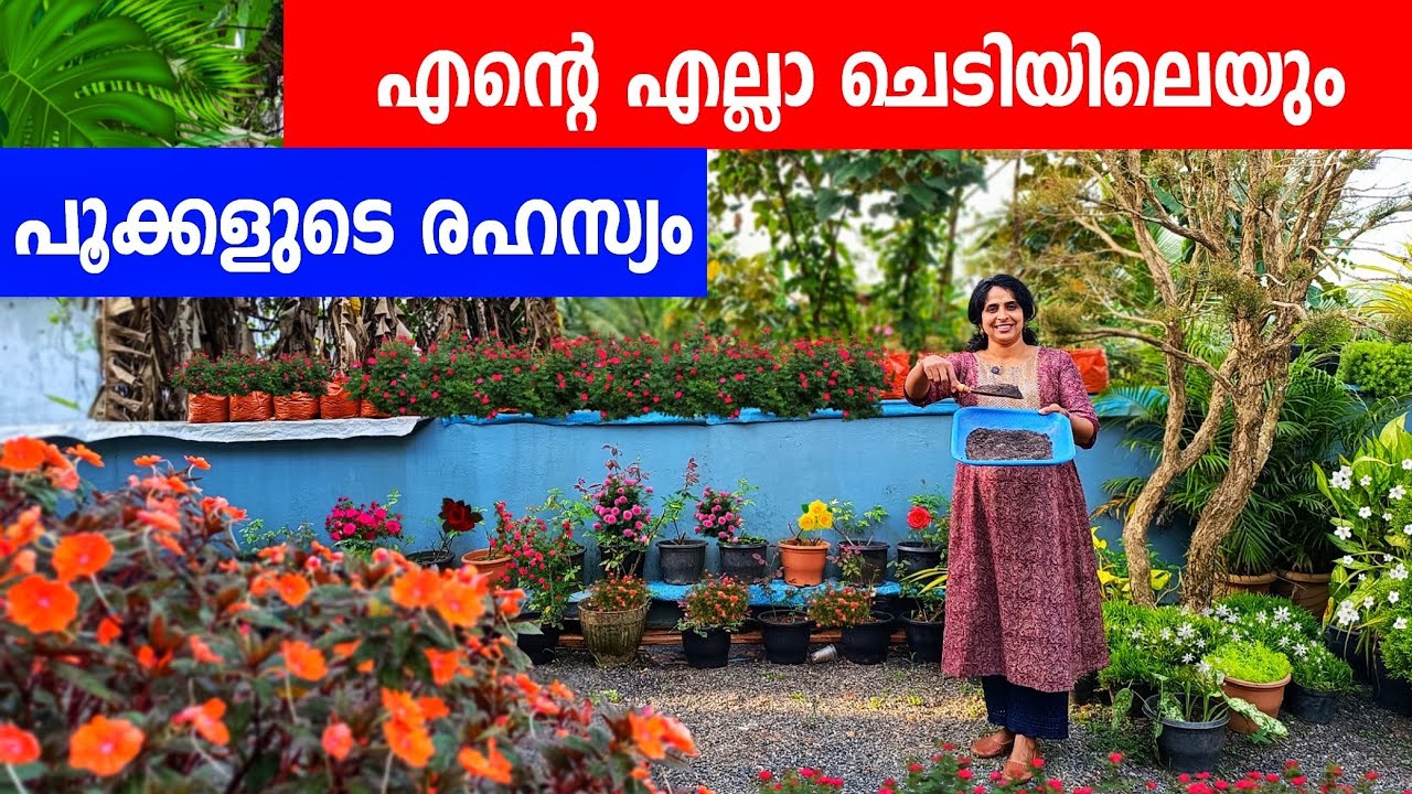 റോസ് ചെടി ഇതുപോലെ healthy ആയി വളർത്താം 