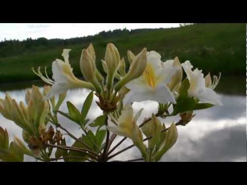 Latvijas daba. Rododendru laiks...Rhododendrons