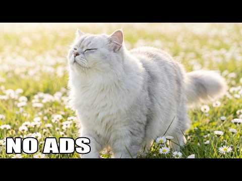 Cats Music for Anxiety and Stress Relief – Gentle Melodies to Calm and Comfort Your Cat 🍃😽