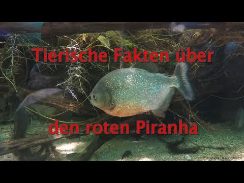 Video: Piranha Fisch - Interessante Fakten - Alternative Ansicht