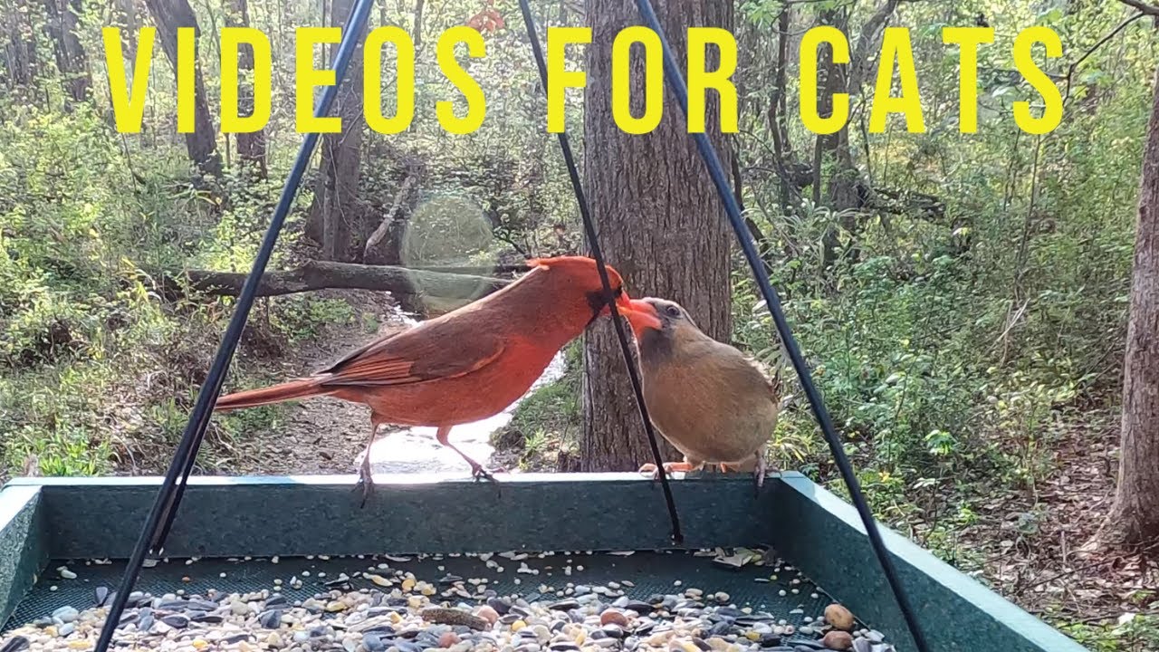 Videos for cats Birdsong and babbling brook to entertain and relax