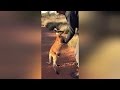 Orphaned Baby Kangaroos Refuses To Let Go Of His Caretaker