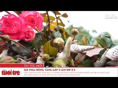 Video Giá hoa hồng tăng gấp 3 lần dịp 8-3 - youtube