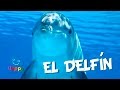 El Delfín Videos Educativos Para Niños