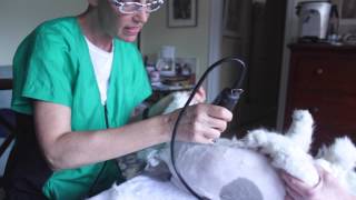 More Persian Cat Grooming With The Pet Maven, The Lion Cut