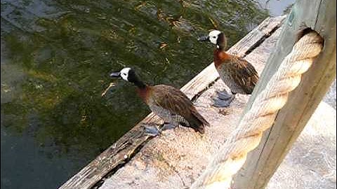 Whistling Ducks at San DIego Wild Animal Park