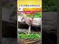 強化ガラスが無かったら😨#動物#野生の狩りの仕方#すごい #おすすめに乗りたい #バズれ #恐怖動画