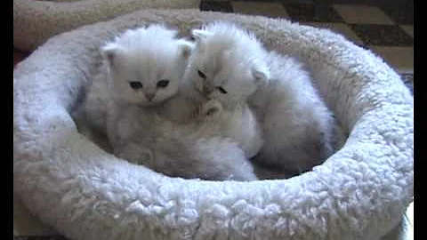 Watch the video about Persian kittens