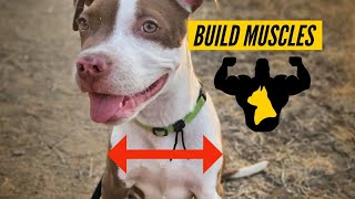 How to build your Dog's MUSCLES!!PITBULL!!