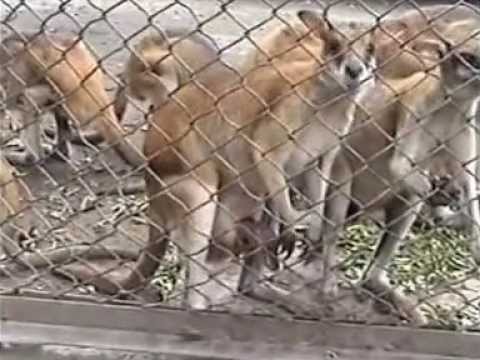 Kebun Binatang Surabaya Surabaya Zoo East Java Indonesia 