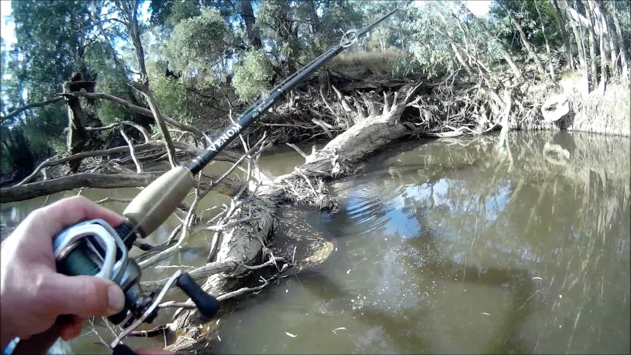 Exciting Murray cod fishing with heaps of fishing tips - YouTube